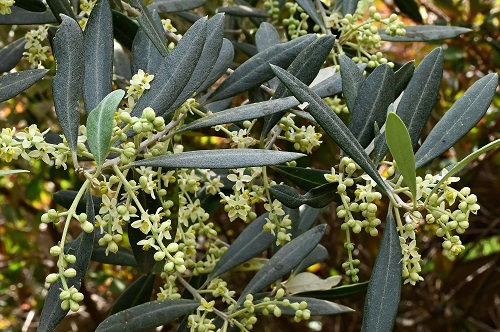 1 Olive 22.jpg